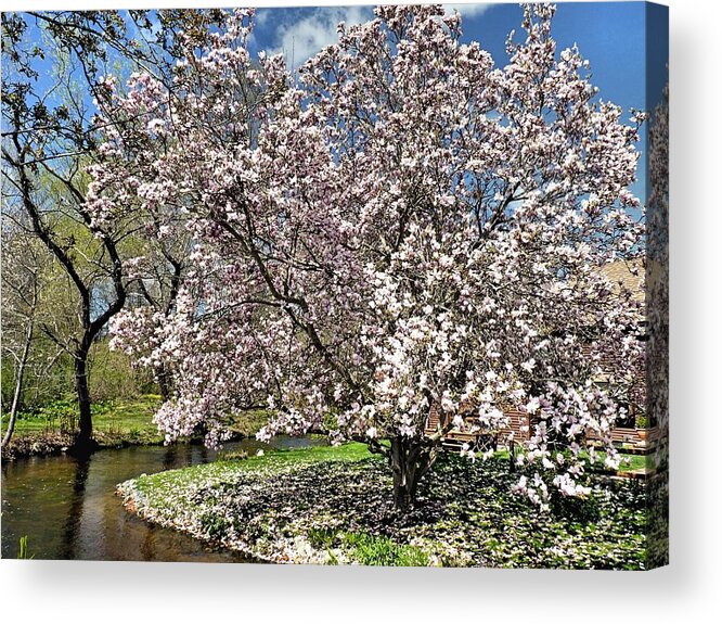 Trees Acrylic Print featuring the photograph Spring Magnolia by Janice Drew