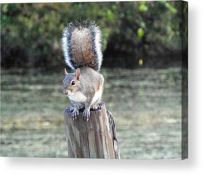 Grey Squirrel Acrylic Print featuring the photograph Squirrel 035 by Christopher Mercer