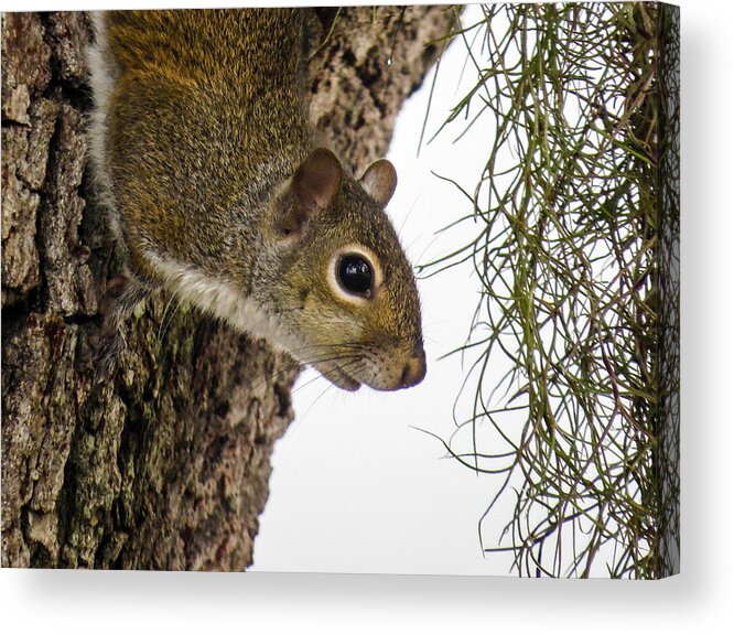Squirrel Acrylic Print featuring the photograph Squirrel on the tree by Zina Stromberg
