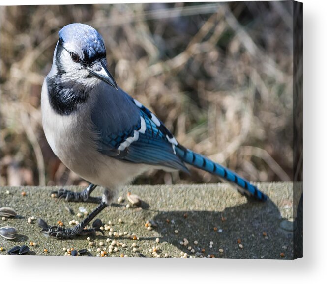 Blue Jays Acrylic Print featuring the photograph Strike a Pose by Holden The Moment