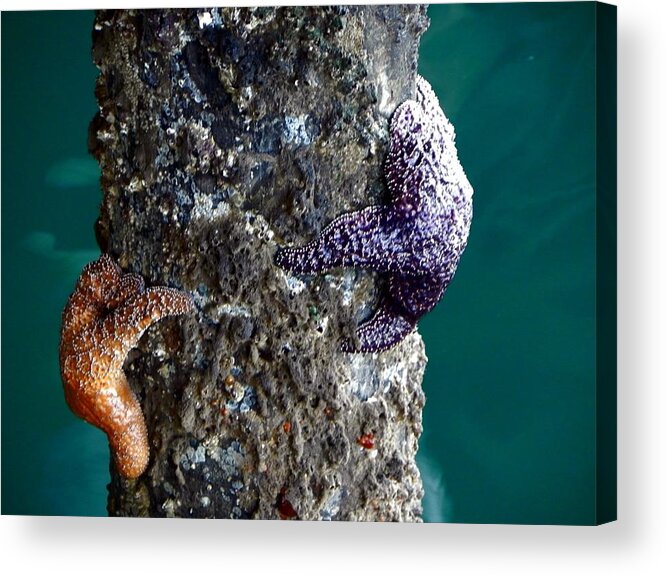 Starfish Acrylic Print featuring the photograph Starfish Under the Pier by Kathy Churchman
