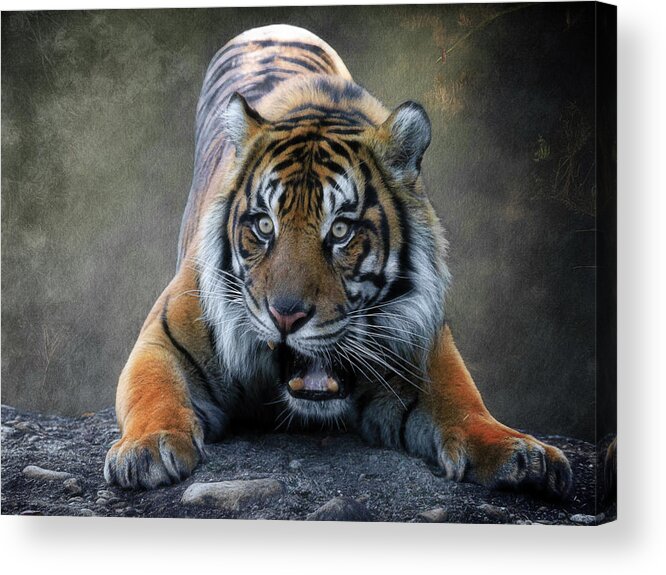 Tiger Acrylic Print featuring the photograph Startled Tiger by Steve McKinzie