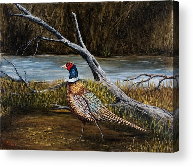 Bird Acrylic Print featuring the painting Strutting Pheasant by Darice Machel McGuire