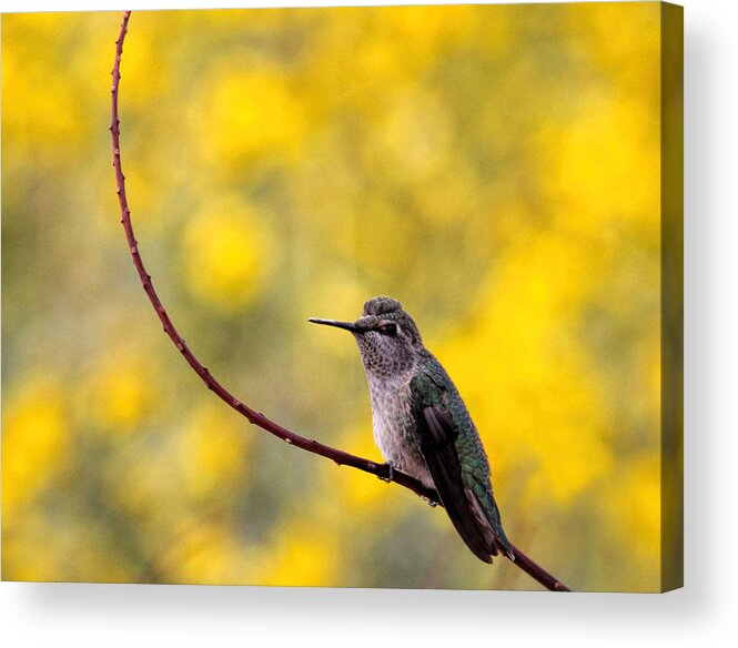 Bird Acrylic Print featuring the photograph Stylin by Tammy Espino