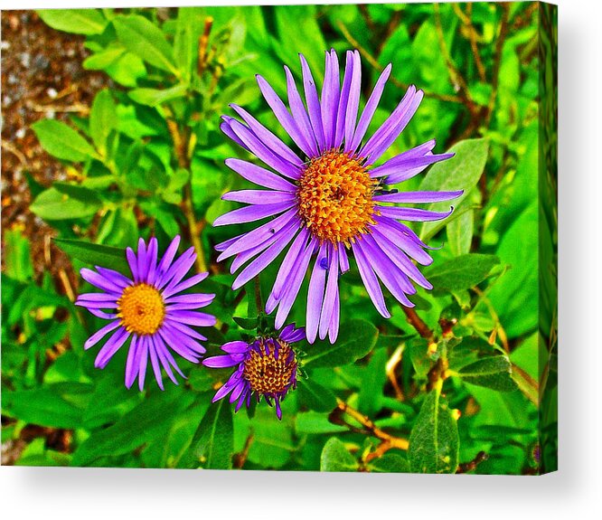 Subalpine Daisy By Vidae Falls At Crater Lake National Park Acrylic Print featuring the photograph Subalpine Daisy by Vidae Falls in Crater Lake National Park-Oregon by Ruth Hager