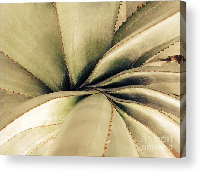Succulent Acrylic Print featuring the photograph Succulent by Jacklyn Duryea Fraizer