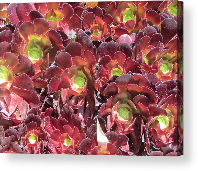 Cactus Acrylic Print featuring the photograph Succulents by Dody Rogers
