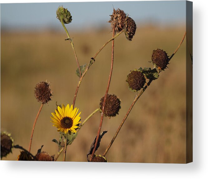  Acrylic Print featuring the photograph Summer Ends by HW Kateley