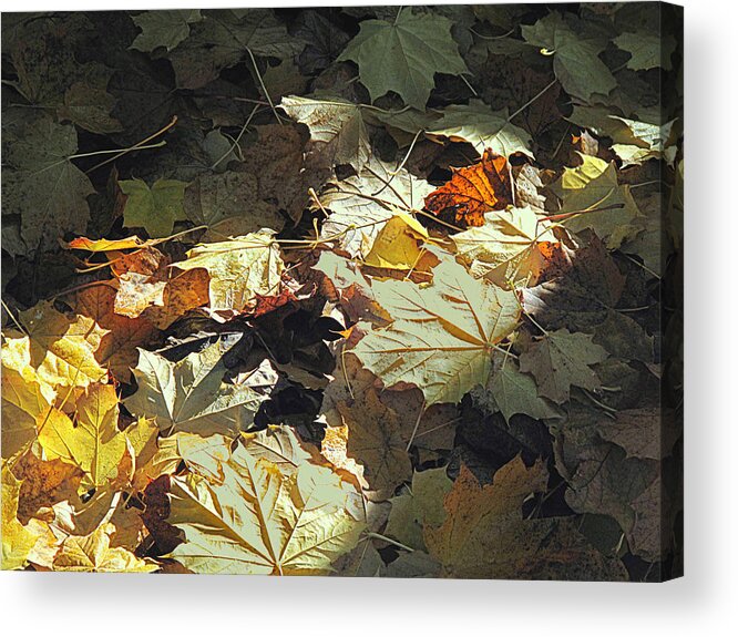 Autumn Leaves Acrylic Print featuring the photograph Sun Splash by Suzy Piatt