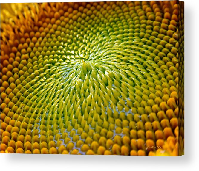 Sunflower Acrylic Print featuring the photograph Sunflower by Christina Rollo