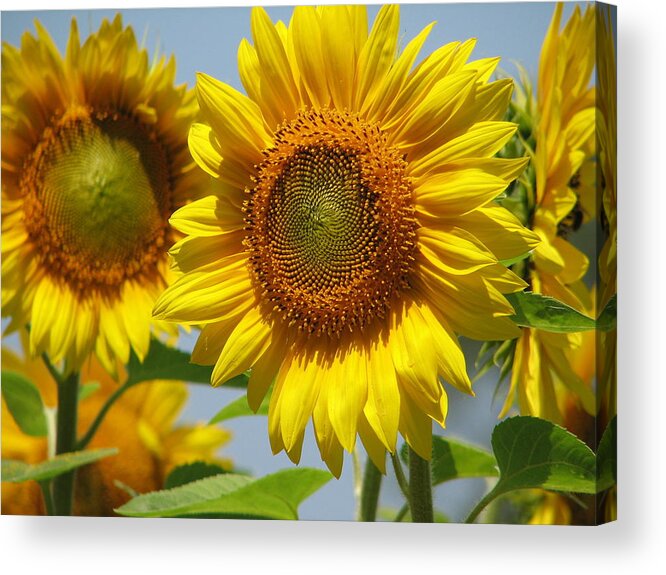 Sunflower Acrylic Print featuring the photograph Sunflower Closeup by Tammie Miller