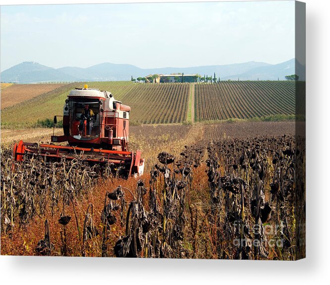 Sunflower Acrylic Print featuring the photograph Sunflower Seed Harvest by Tim Holt