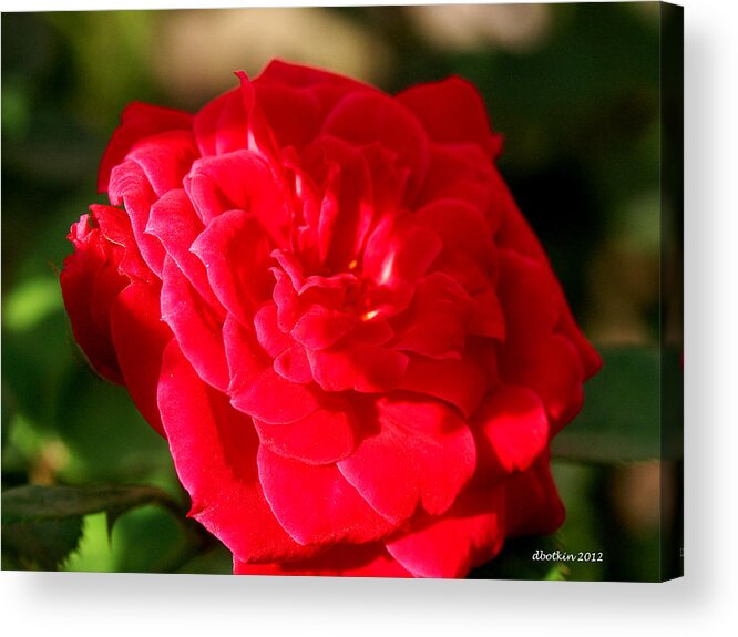 Flower Acrylic Print featuring the photograph Sunlit Rose by Dick Botkin