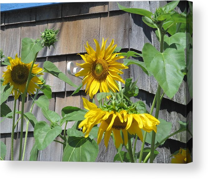 Nature Acrylic Print featuring the photograph Sunny Afternoon by Loretta Pokorny