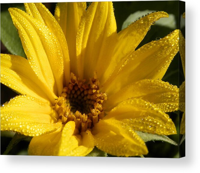 Another Morning With #dew On The #sunflower Blooming Acrylic Print featuring the photograph Sunny Sunflower Dew by Belinda Lee