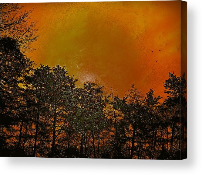 Forest Acrylic Print featuring the photograph Sunset in the Forest by David Dehner