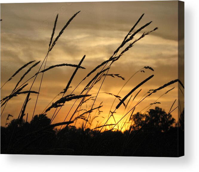 Grass Acrylic Print featuring the photograph Sunset Sentinels by Carolyn Jacob