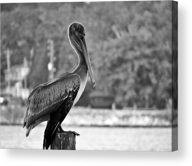 Pelican Acrylic Print featuring the photograph Sunset Solitude by Tom DiFrancesca