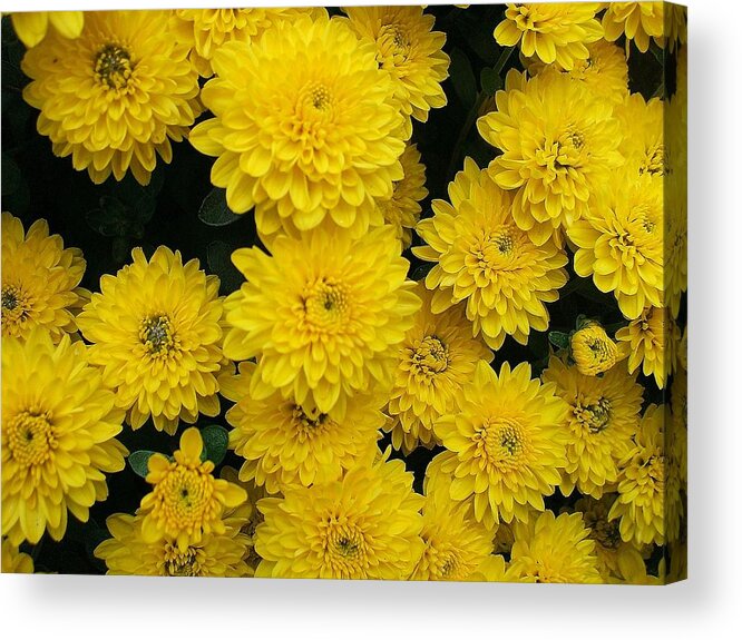 Floral Acrylic Print featuring the photograph Sunshine by Jo Dawkins