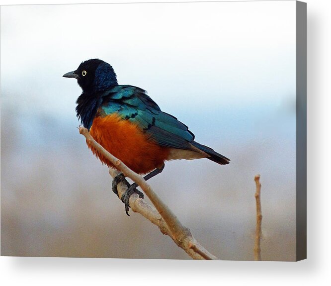 Starling Acrylic Print featuring the photograph Superior Starling by Carl Sheffer