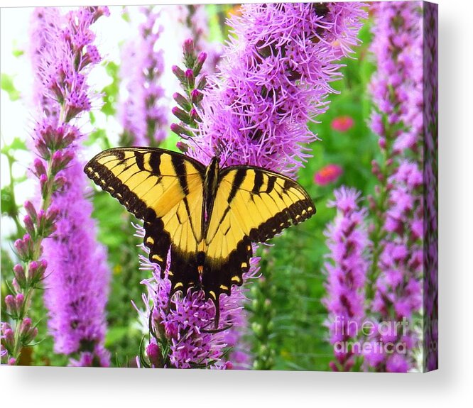Yellow Butterfly Acrylic Print featuring the photograph Swallowtail Butterfly by Scott Cameron