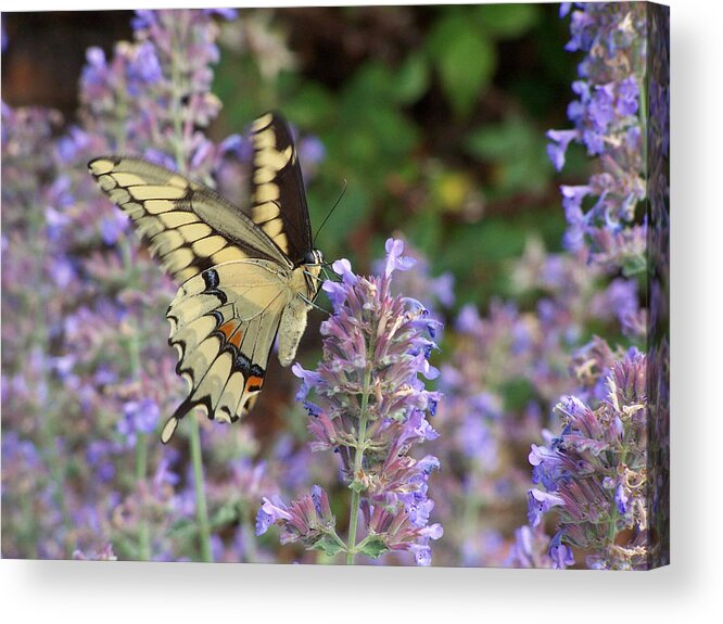 Butterfly Acrylic Print featuring the photograph Swallowtail in Motion by Forest Floor Photography