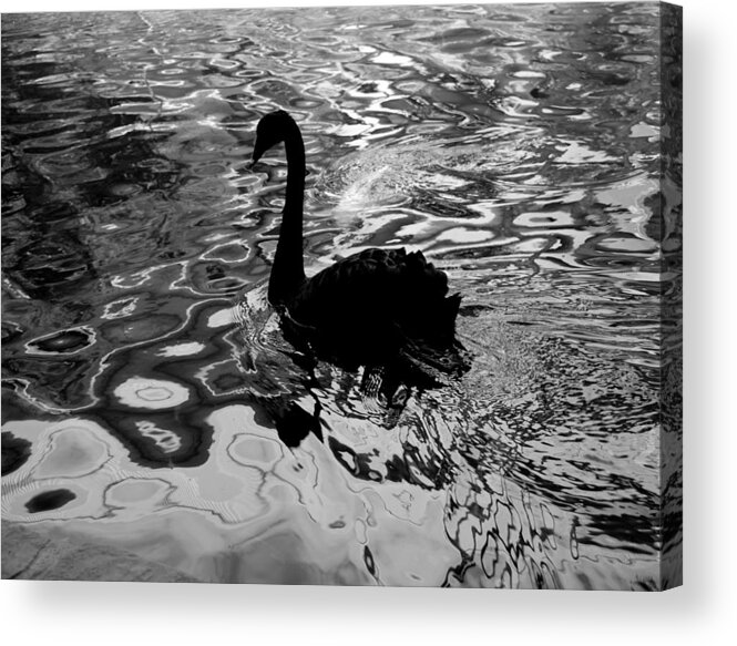 Swan Acrylic Print featuring the photograph Swaniel by Barry Bohn