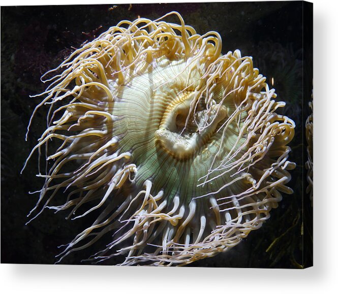 Sea Anemone Acrylic Print featuring the photograph Sway With Me by Amelia Racca