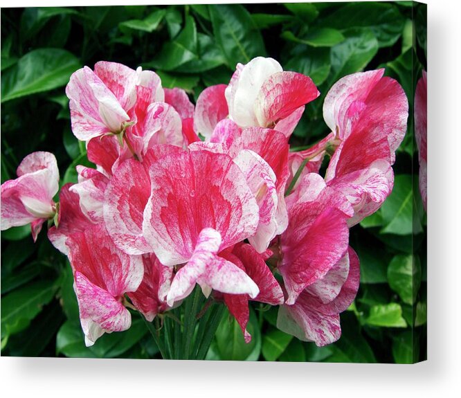 Annual Acrylic Print featuring the photograph Sweet Pea (lathyrus Odoratus 'america') by Ian Gowland/science Photo Library