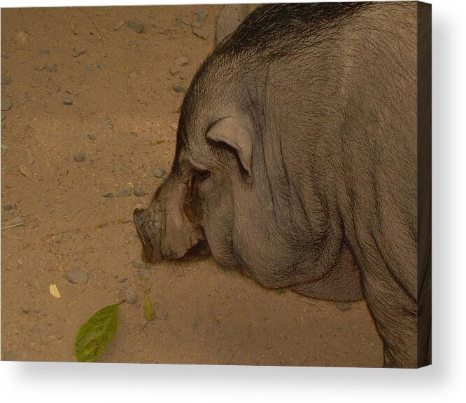 Philippine Pig Acrylic Print featuring the photograph Sweet Pig by Victoria Lakes