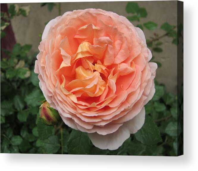 Rose Acrylic Print featuring the photograph Sweet Rhapsody by Pema Hou
