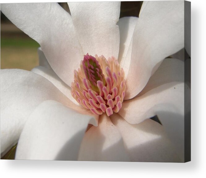 Star Magnolia Acrylic Print featuring the photograph Sweet Star Magnolia by Caryl J Bohn