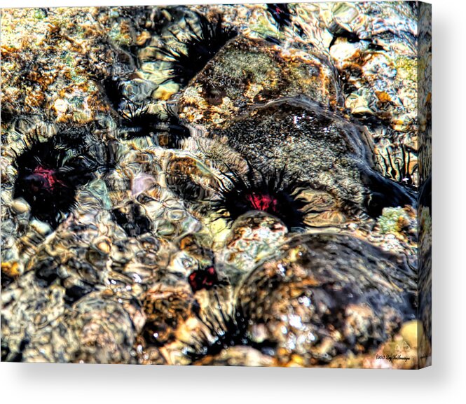 Sea Urchins Acrylic Print featuring the photograph Swirling Sea Urchins by Lucy VanSwearingen