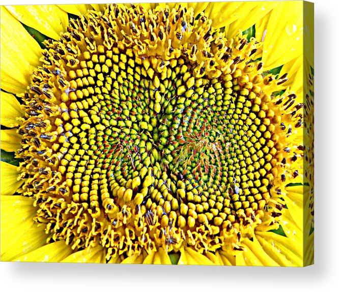 Sunflower Acrylic Print featuring the photograph Swirling Sunflower Bloom by Kim Galluzzo