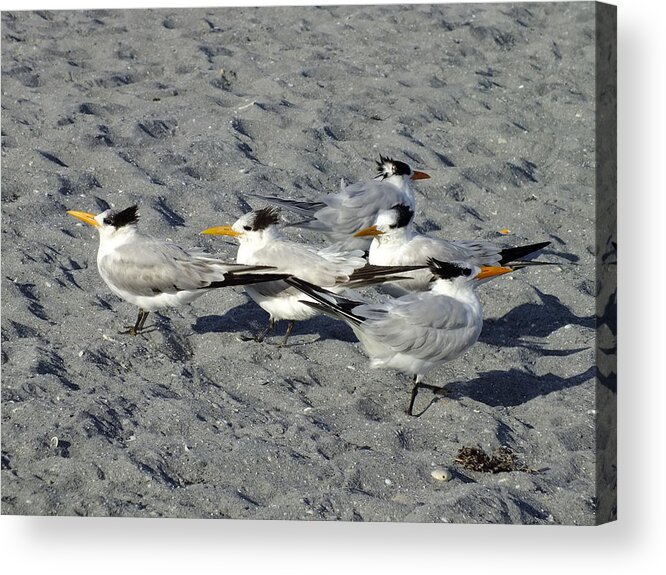 Nature Acrylic Print featuring the photograph Synchronism by Peggy King