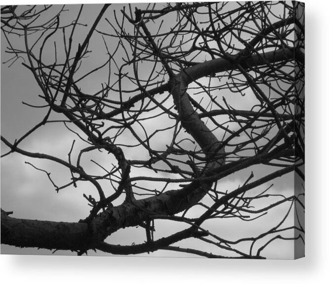  Black And White Acrylic Print featuring the photograph Tangled by the Wind by Bill Tomsa