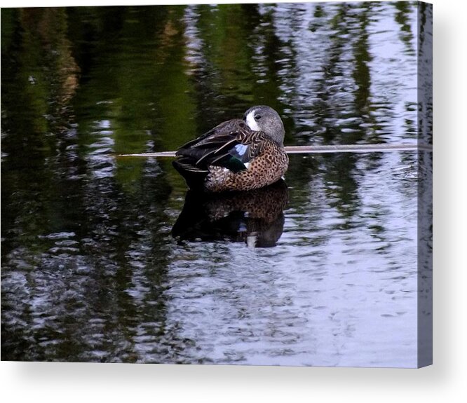 Nature Acrylic Print featuring the photograph Teal Tucked In by Peggy King