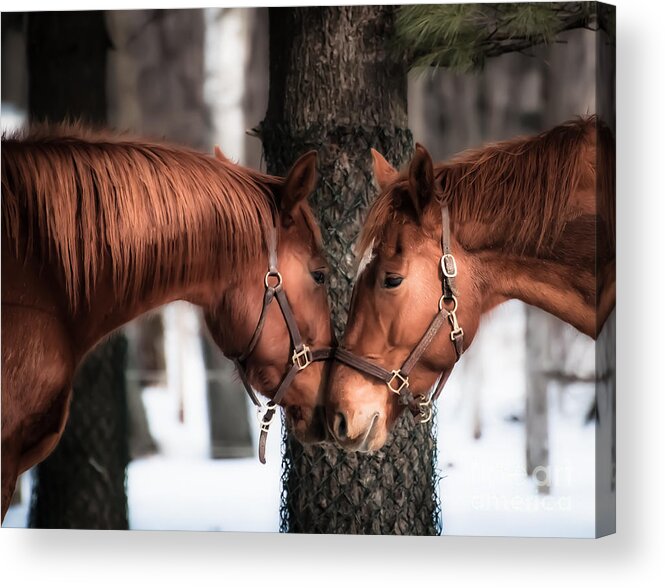 Horse Acrylic Print featuring the photograph Tenderness by Bianca Nadeau