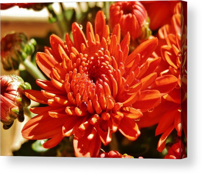 Flower Acrylic Print featuring the photograph Terra Cotta Mums by VLee Watson