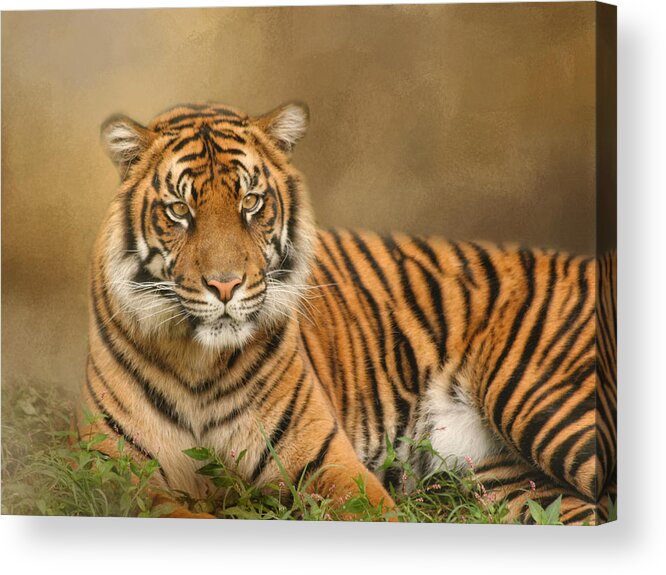 Africa Acrylic Print featuring the photograph The Big Cat by Kim Hojnacki
