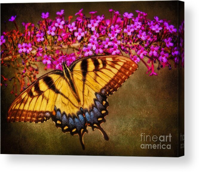 Female Eastern Tiger Swallowtail Acrylic Print featuring the photograph The Butterfly Effect by Elizabeth Winter