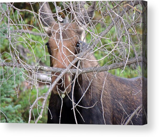 Moose Acrylic Print featuring the photograph The Calf by Lynn Sprowl