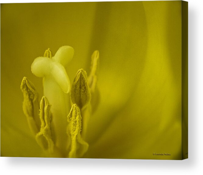 Tulips Acrylic Print featuring the photograph The Dance by Lucinda Walter