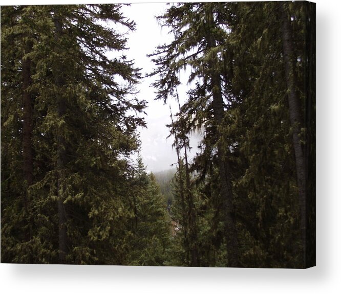 Trees Acrylic Print featuring the photograph The Forest by Yvette Pichette