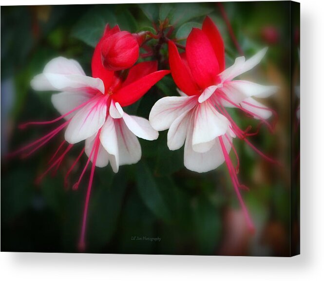 Fuchsia Acrylic Print featuring the photograph The Fuchsia by Jeanette C Landstrom