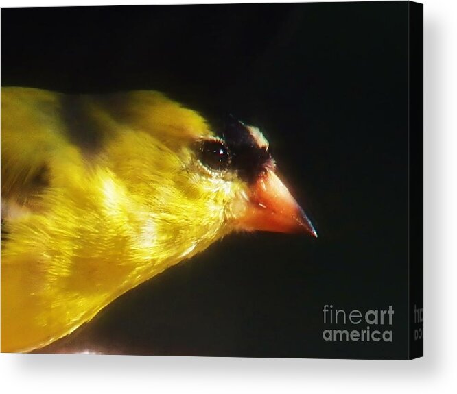 Goldfinch Acrylic Print featuring the photograph The Goldfinch by Judy Via-Wolff