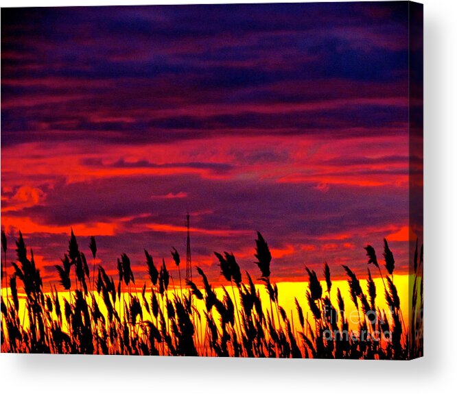 Ocean Acrylic Print featuring the photograph The Grasses Reach by Q's House of Art ArtandFinePhotography