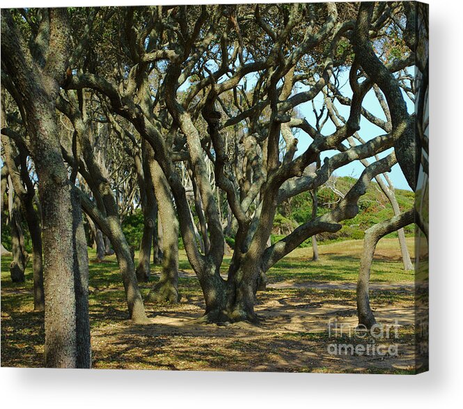Brown Acrylic Print featuring the photograph The Grove At Fort Fisher by Bob Sample