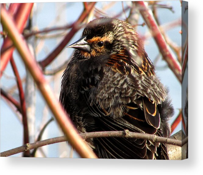 Red Winged Blackbird Acrylic Print featuring the photograph The Lady Blackbird by Kimberly Mackowski