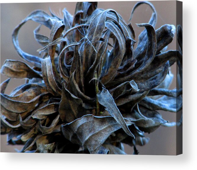Bud Acrylic Print featuring the photograph The Last of the Flower by Kimberly Mackowski